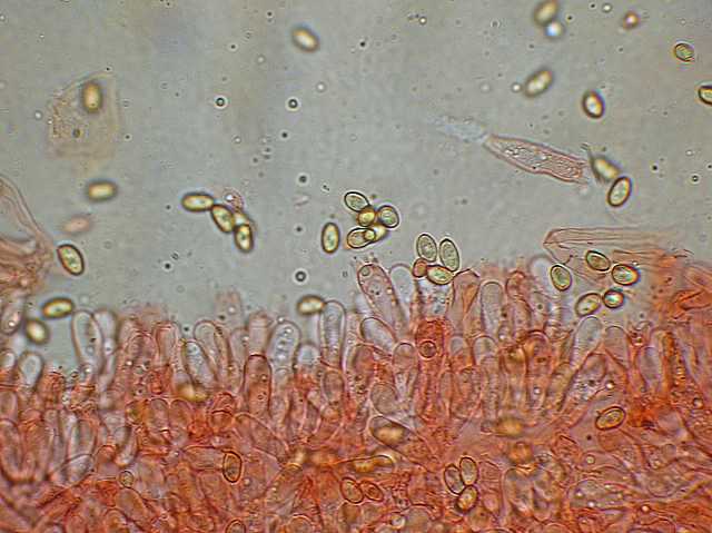 Galerina stylifera   (G.F. Atk.) A.H. Sm. & Singer
